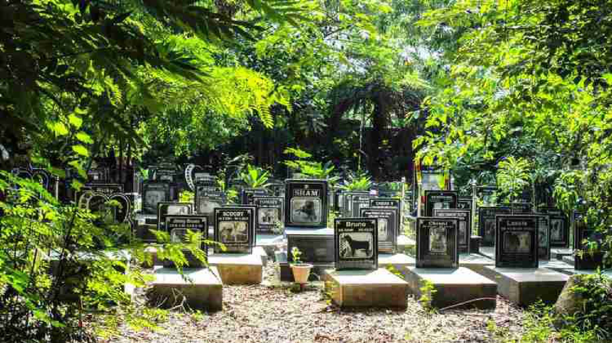 Pet Cemetery image