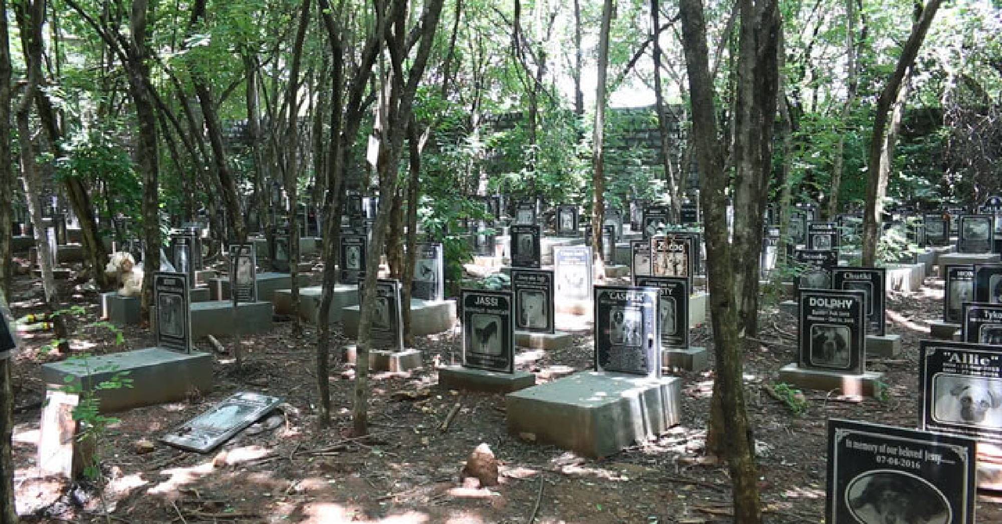 Pet Cemetery image